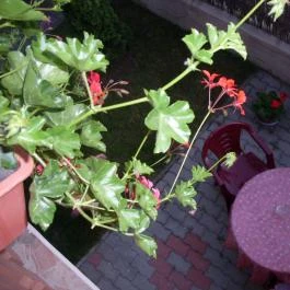 Oázis Vendégház Egerszalók - Medence/kert