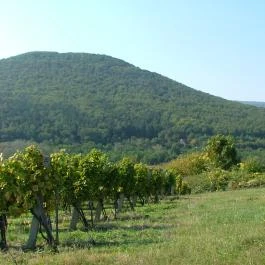Szarvas Panzió Erdőbénye - Egyéb