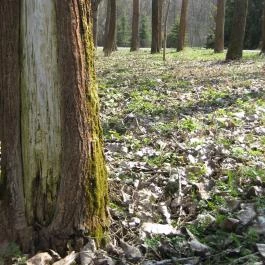 Füveskert Vendégház Erdőbénye - Környék