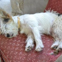 Turján Vendégház Erdőbénye - Egyéb