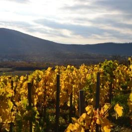 Turján Vendégház Erdőbénye - Egyéb