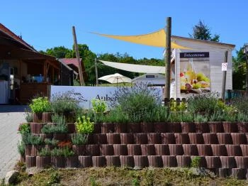 Aubergine Pince Etyek