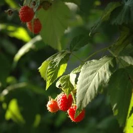 Dió-Lak Vendégház Feldebrő - Medence/kert