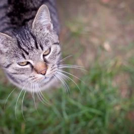 Dió-Lak Feldebrő - Egyéb