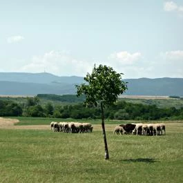 Dió-Lak Feldebrő - Egyéb