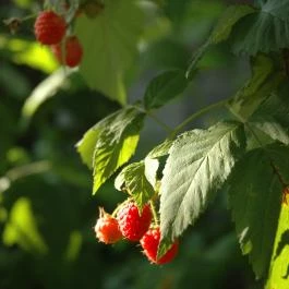 Dió-Lak Feldebrő - Egyéb