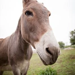 Dió-Lak Feldebrő - Egyéb