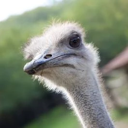 Dió-Lak Feldebrő - Egyéb