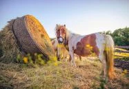 Pinka Smoke Felsőcsatár