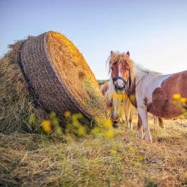 Pinka Smoke Felsőcsatár - Külső kép