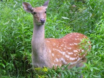 Egeresvölgyi Vadaspark Felsőtárkány