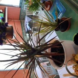 Piccolo Pizzéria Fonyód - Egyéb