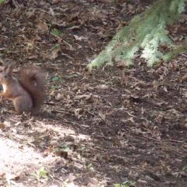Galya Vendégház Galyatető - Egyéb