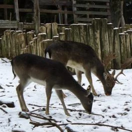Grandhotel Galya Galyatető - Környék