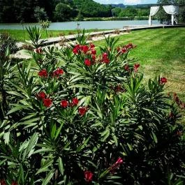 Hotel Villa Natura Garabonc - Medence/kert