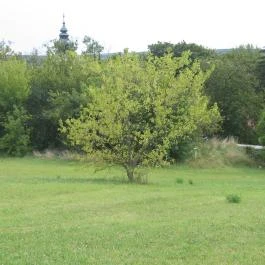 Mater Salvatoris Lelkigyakorlatos Ház Gödöllő - Medence/kert