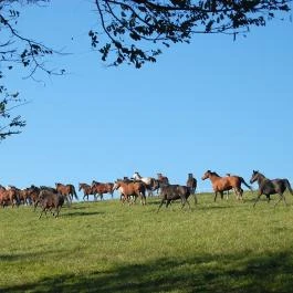Kabala Lovaspanzió Gutorfölde - Egyéb