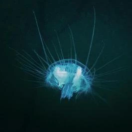 Kastély Fogadó Gyékényes - Egyéb