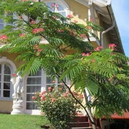 Alex Panzió Gyömrő - Külső kép