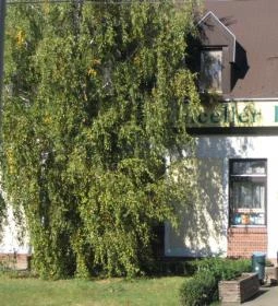 Vincellér Panzió étterme