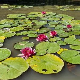 Oxygen Adrenalin Park Gyöngyös - Egyéb