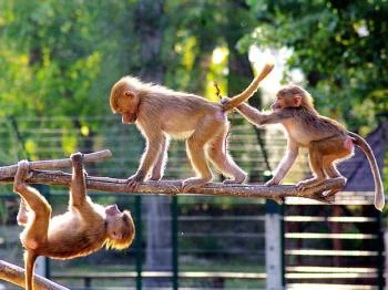 Xantus János Állatkert Győr Győr