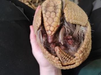 Füles Bástya Győr