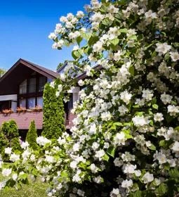 Hotel Arany Szarvas Fogadó