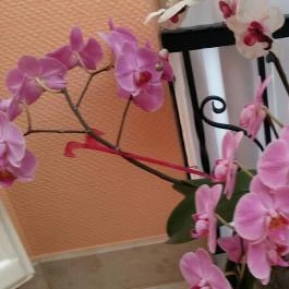 Hotel Isabell Győr - Egyéb