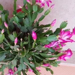 Hotel Isabell Győr - Egyéb