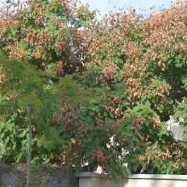 Belvárosi Apartmanház Gyula - Környék