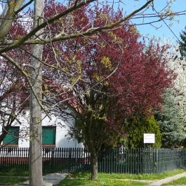 Cseresznye Apartman Gyula - Környék