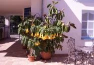 Csigaház Panzió Gyula