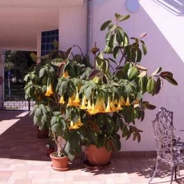 Csigaház Panzió Gyula - Egyéb