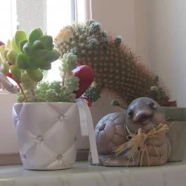 Csigaház Panzió Gyula - Egyéb