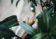 Fészek Apartmanház Gyula