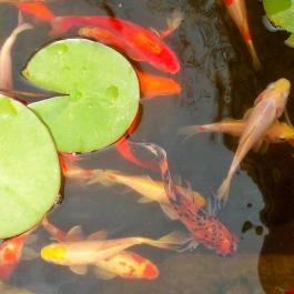 Fodor Hotel Gyula - Medence/kert