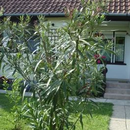 Liza Apartman Gyula - Egyéb