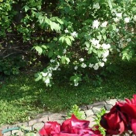 Liza Apartman Gyula - Medence/kert