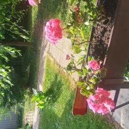 Liza Apartman Gyula - Medence/kert