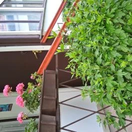 Liza Apartman Gyula - Medence/kert