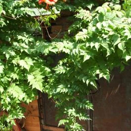 Mediterrán Apartman Gyula - Medence/kert