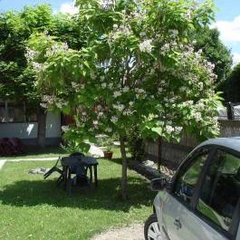 Rózsa Apartman Gyula - Egyéb