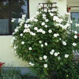 Rózsa Apartman Gyula - Egyéb