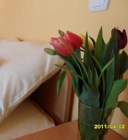 Villa Viola Apartmanház