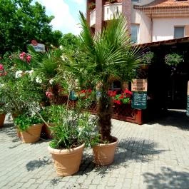 Hotel Járja Hajdúszoboszló - Medence/kert