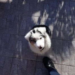 Napsugár Kenézy Lux Apartman Vendégházak Hajdúszoboszló - Medence/kert