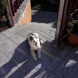 Napsugár Kenézy Lux Apartman Vendégházak Hajdúszoboszló - Medence/kert