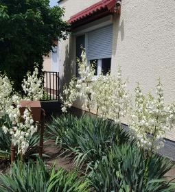 Sárga Muskátli Apartman