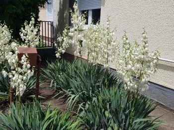 Sárga Muskátli Apartman Hajdúszoboszló